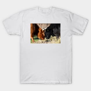 Highland cattle fight T-Shirt